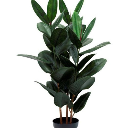 Greenery | Rubber Elastica Plant