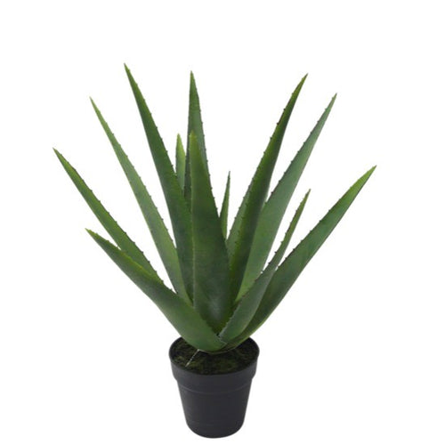 Greenery | Aloe Vera