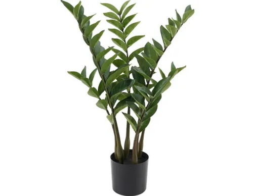 Zanzibar Plant | 62 cm