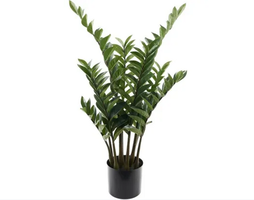 Zanzibar Plant | 88 cm