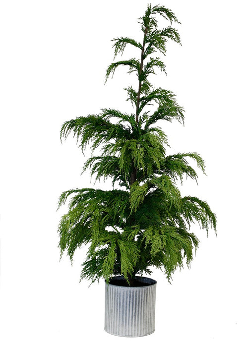 Weeping cedar potted plant
