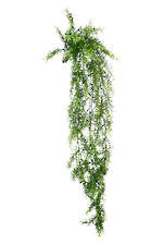 Greenery Asparagus Grass Hanging - 104cm