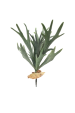 Greenery Staghorn Fern Bush
