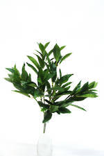Greenery Bay leaf Bush