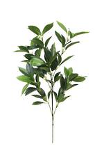 Greenery Shikiba Spay - 70cm