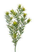 Leucadendron Spray -69cm