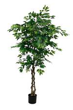 Greenery - Ficus Potted 1.5m