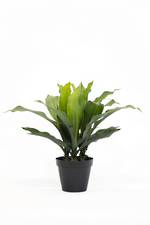 Greenery Potted Dracena - 54cm