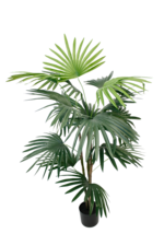 Greenery - Banksia 58cm Burgandy