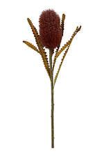 Greenery - Banksia 58cm Burgandy